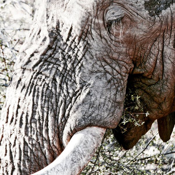 Eléphant en train de manger, gros plan par Klik! Images