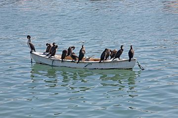 Komorane chillen auf dem Boot von WeltReisender Magazin