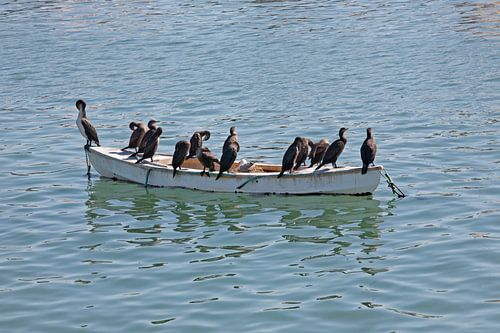 Rencontre des oiseaux avec vue - Cormorans & Mouette à Lüderitz