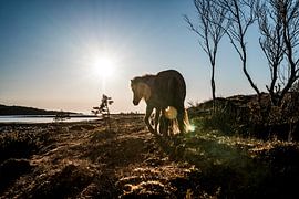 Pferdewanderung bei Sonnenuntergang am Ufer von Femke Ketelaar