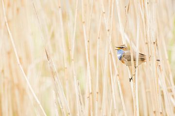 Zingende blauwborst van Danny Slijfer Natuurfotografie