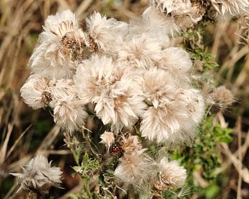 Thistles in the Eifel, Germany by Eugenio Eijck