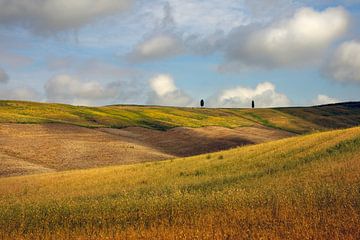 Gele glooiende velden van de Val d'Orcia, Toscane