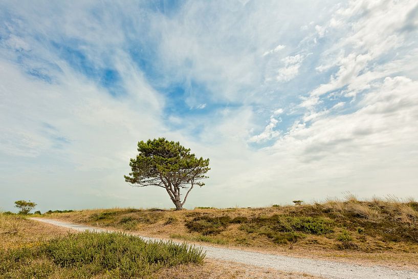 Dünenlandschaft mit einem einzigen Nadelbaum von eric van der eijk
