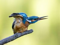 Stretching kingfisher