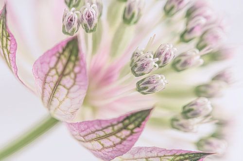 Pastellrosa und Grün: Warten auf den Frühling!