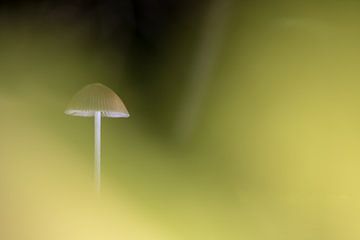 Een klein paddenstoel in het bos van Marcel Derweduwen