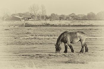 Landschaft Schouwen-Duiveland 1