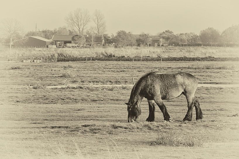 landschap Schouwen-Duiveland 1 van appie bonis