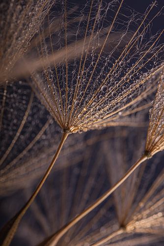 Waterdruppeltjes op houtkleurige pluisjes