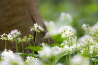 Flowers in bloom.