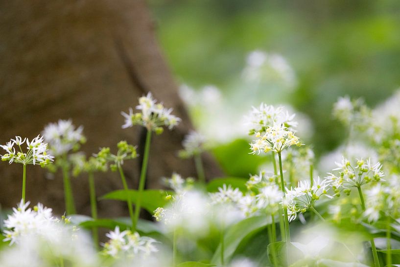 Blühende Blumen. von Piet Hein Schuijff