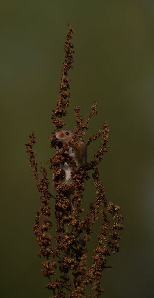 curious mice by Anne Marije Hoekstra