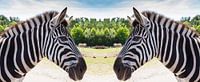 Twee zebra's