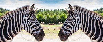 Twee zebra's van Jan Schneckenhaus