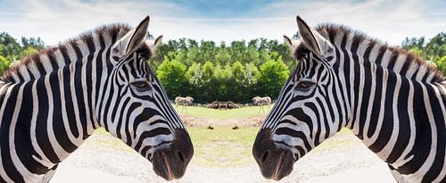 Two zebras