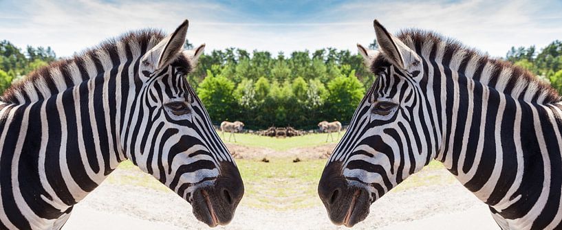 Zwei Zebras von Jan Schneckenhaus