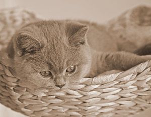 Britisch Kurzhaar in Sepia.