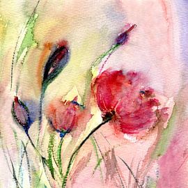 Mohn Aquarell - Papaver aquarel von Claudia Gründler