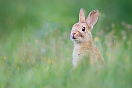Lapin mignon sur Pim Leijen