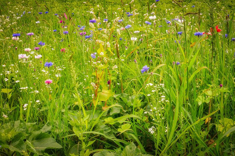 wild flowers in nature during the summer by eric van der eijk