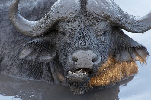 Waterbuffel van Mariette Kapitein