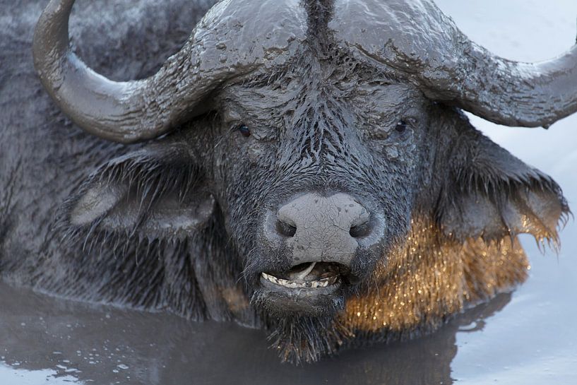 Waterbuffel par Mariette Kapitein