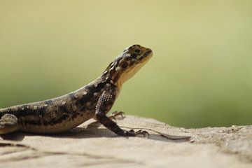 salamander van Laurence Van Hoeck