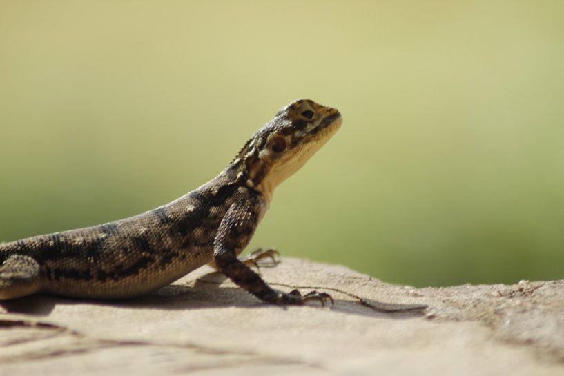 Salamander von Laurence Van Hoeck