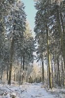 Tall trees covered in snow in the forest.