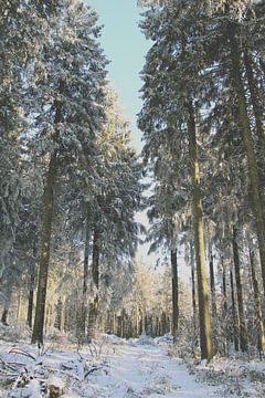 Hoge bomen bedekt met sneeuw in het bos. van Bianca Beekmans