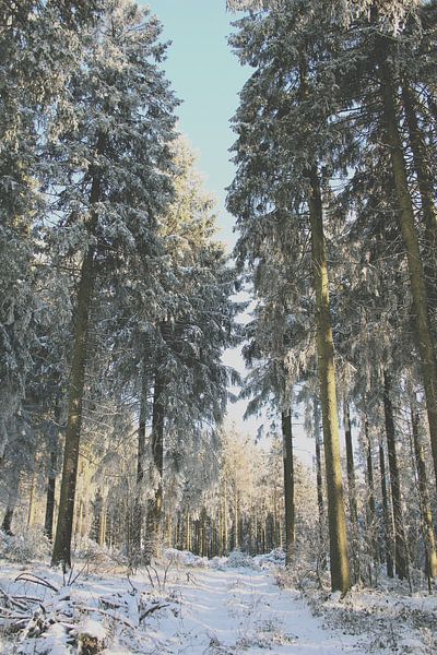 Tall trees covered in snow in the forest. by Bianca Beekmans
