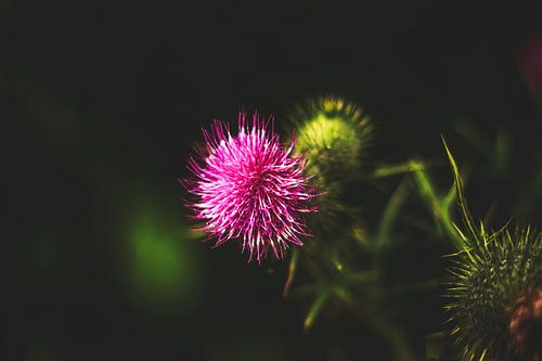 Style my Home series by Liberty Ragazza Biesma