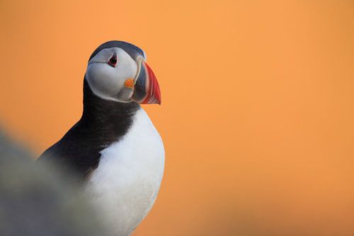Papegaaiduikers in het laatste avondlicht Noorwegen