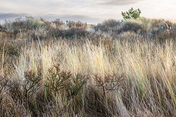 Terschelling with winter colors