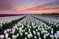 Tulip field at sunset