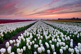 Tulpenfeld bei Sonnenuntergang von John Leeninga