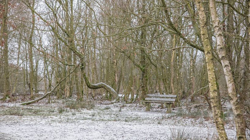 winter in Deelen 4 by anne droogsma