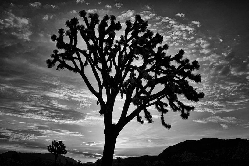 L'arbre de Joshua par Peter Bongers