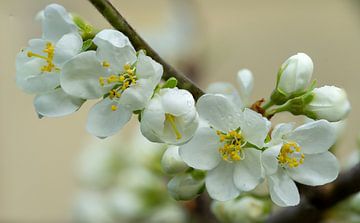 Weiße Blüte im Frühling Stillleben von Animaflora PicsStock