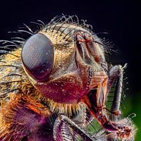 wasp