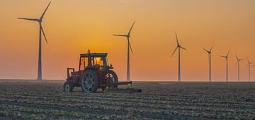 Onion field Eemshaven