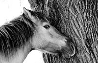 Konik horse van Anne Koop thumbnail