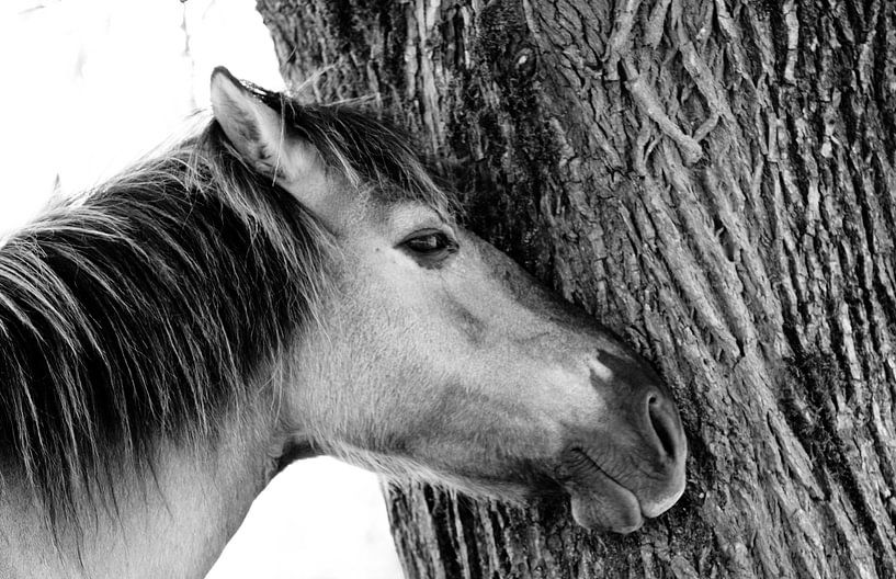 Konik horse van Anne Koop