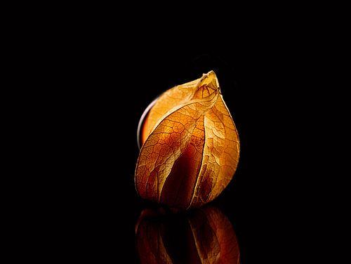 Physalis