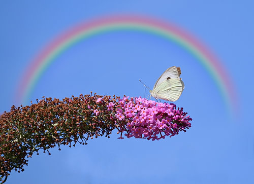 Schmetterling unter dem Regenbogen.
