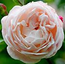 Rose "Compassion" en fleur de couleur rose clair en gros plan par André Muller Aperçu
