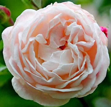Rose "Compassion" en fleur de couleur rose clair en gros plan