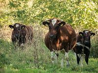 Stiere auf der Weide