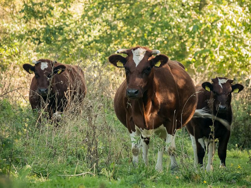 Bulls in pasture by Moniek van Rijbroek